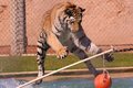 Playful Tiger