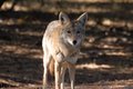 Coyote Waits