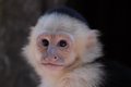 Capuchin monkey
