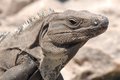 Iguana