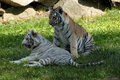 Bengal tiger cubs