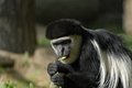 Colobus monkey