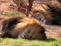Sleeping Lions