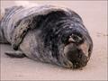 Gray seal pup
