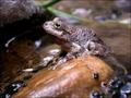 Lepoard Toad