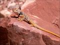 Collared Lizard