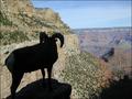 Grand Canyon Bighorn