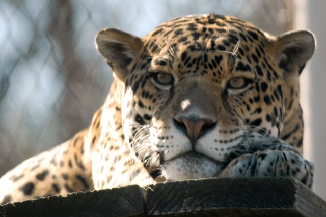 Jaguar