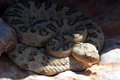 Mojave green rattlesnake