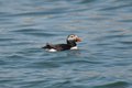 Atlantic puffin