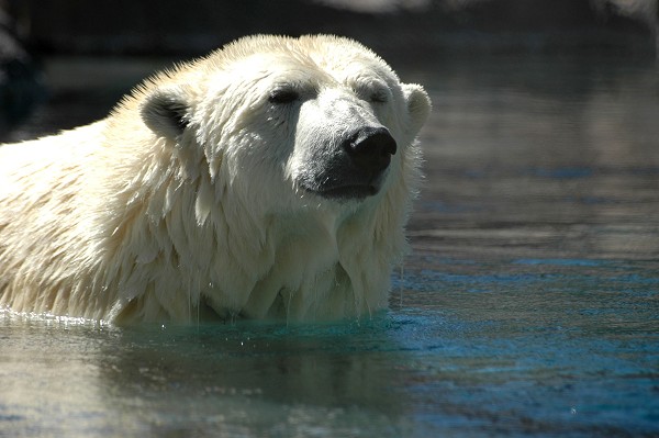 Polar Bear