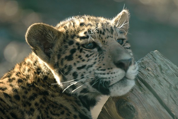 Jaguar cub
