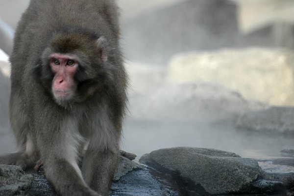 Snow Monkey