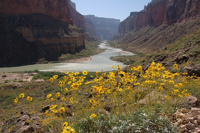 Spring flowers along the Colorado River