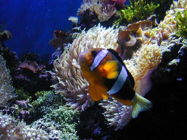 Clownfish