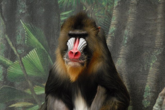 Mandrill