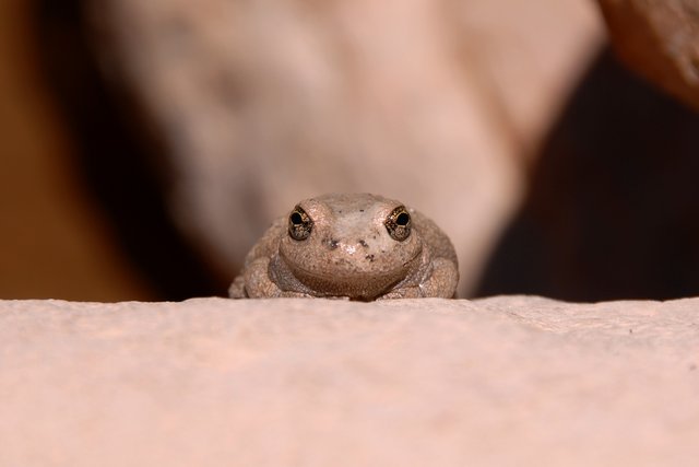 Canyon Tree Frog