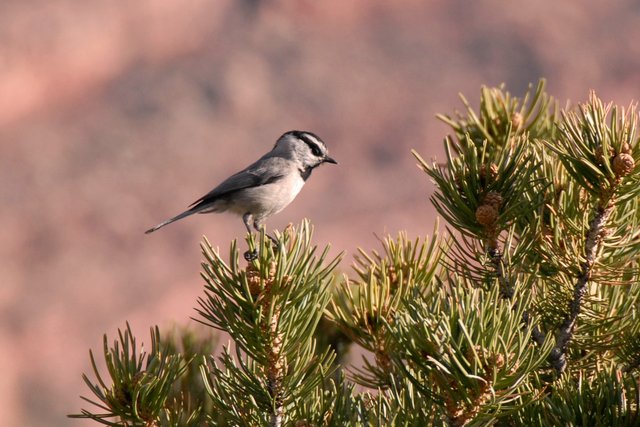 Mountain Chickadee