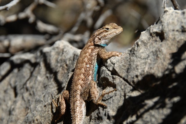 Grand Canyon Lizard
