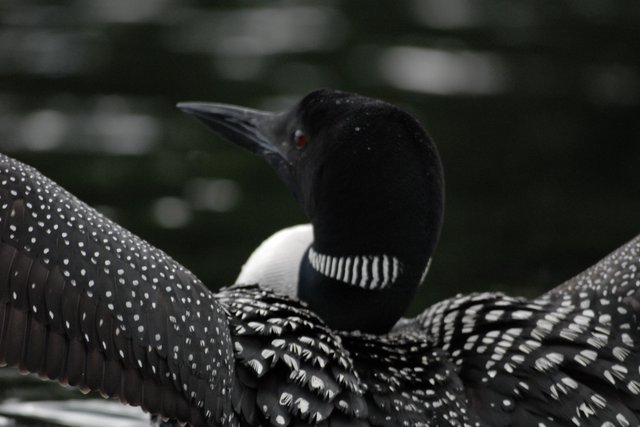 Flapping Loon