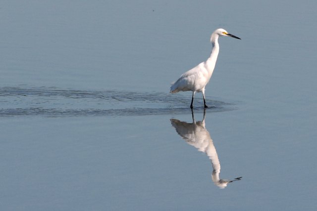 Snowy Egret
