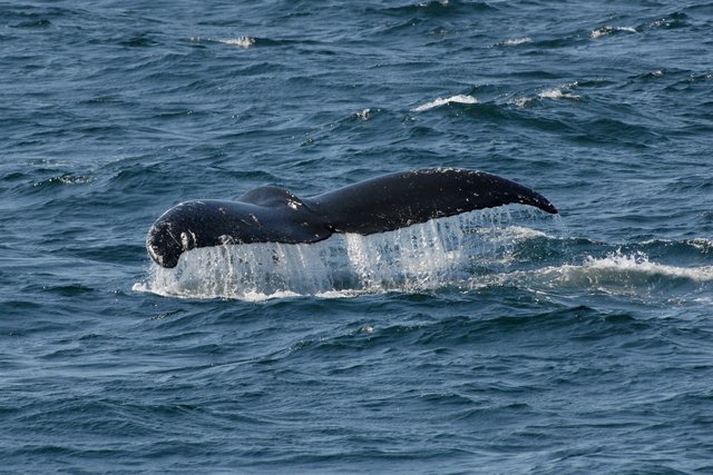 Right Whale, Tail Fluke