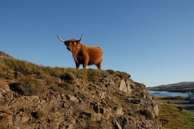 Heilan' coo