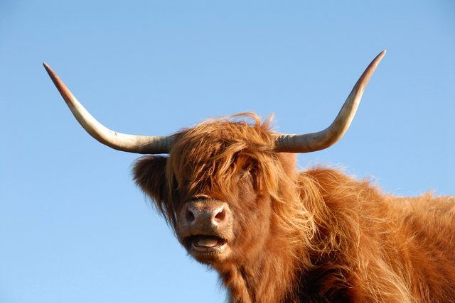 Heilan' coo