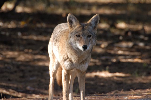 Coyote Waits