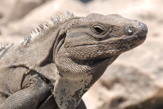 Iguana
