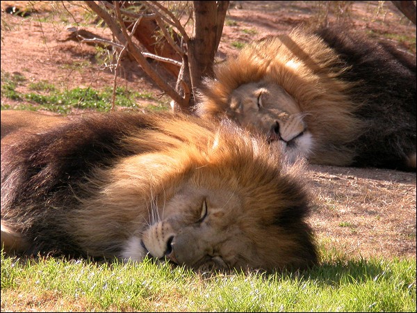 Sleeping Lions