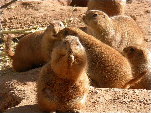 Prairie dog secrets