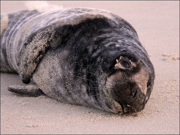 Gray seal pup