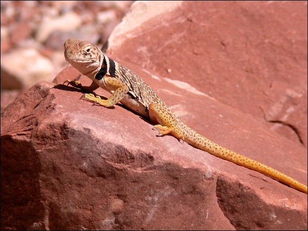 Collared Lizard