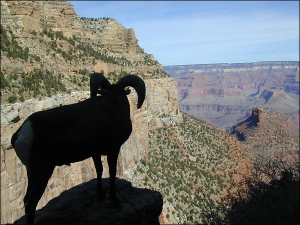 Grand Canyon Bighorn