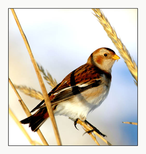 smal bird