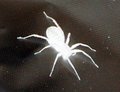 The spiders all in tune,