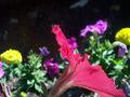 In the garden!