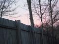 Pink Out take just over the fence through the trees