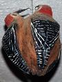 Cocunut bird house
