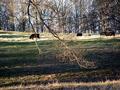 Cows in the shady, rolling, grassy, hills