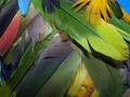 New  feather texture