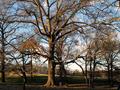 My tree