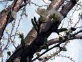 Blooming Dog Wood