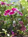 Some peddals in the weeds..