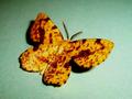 moth 2