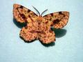 moth 3