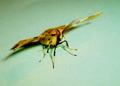 moth 4