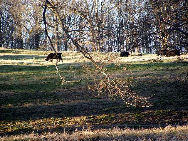 Cows in the shady, rolling, grassy, hills