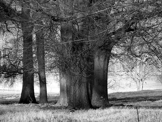 b&w.jpg
